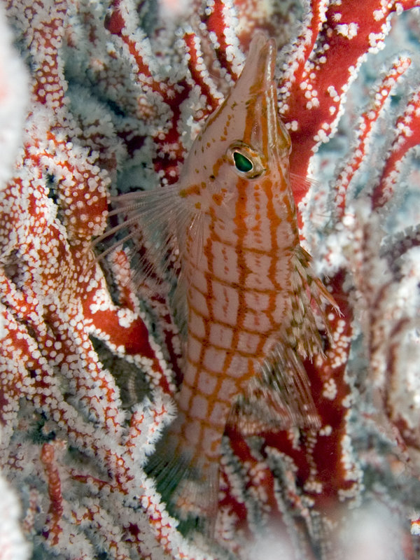 Sipadan, Long Nosed Hawkfish